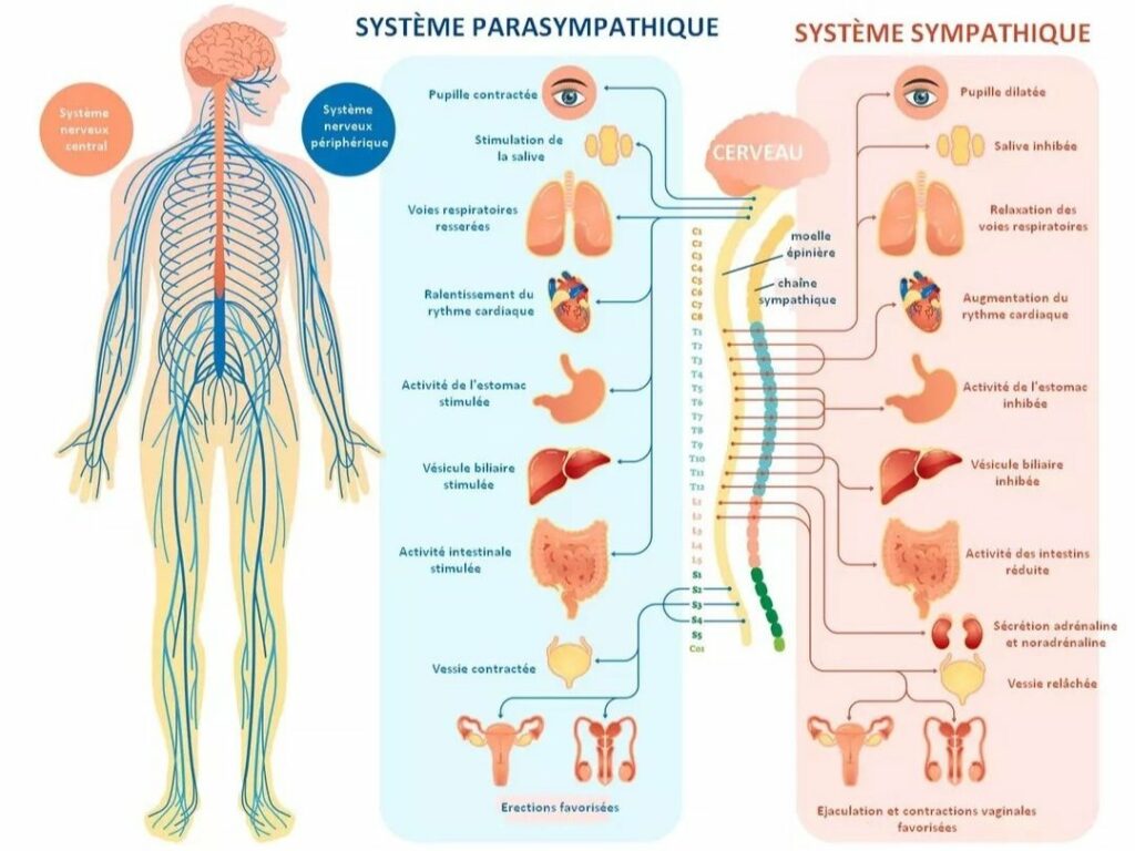 breathwork sympathetic parasympathetic system